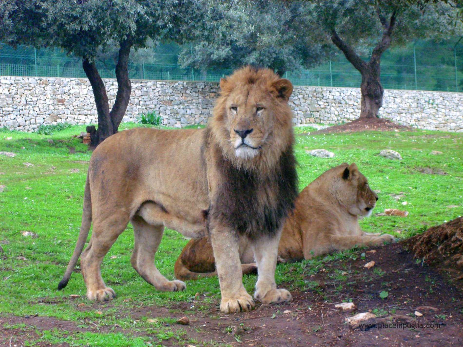 zoo-safari-fasano-landia-place-in-puglia